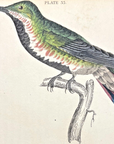1833 Black-Breasted Hummingbird Hand-Colored Steel Engraving Jardine Lizars