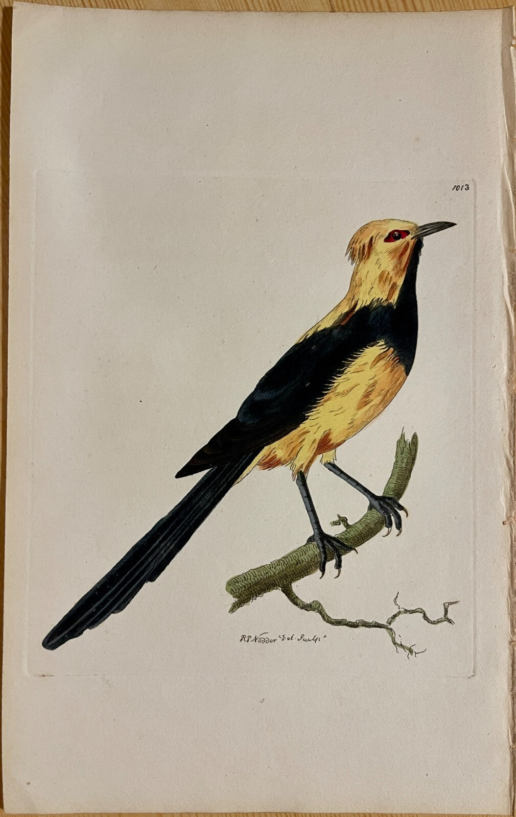 1789 Gorget Paradise-Bird Shaw & Nodder Hand Colored Copperplate Engraving