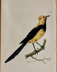 1789 Gorget Paradise-Bird Shaw & Nodder Hand Colored Copperplate Engraving