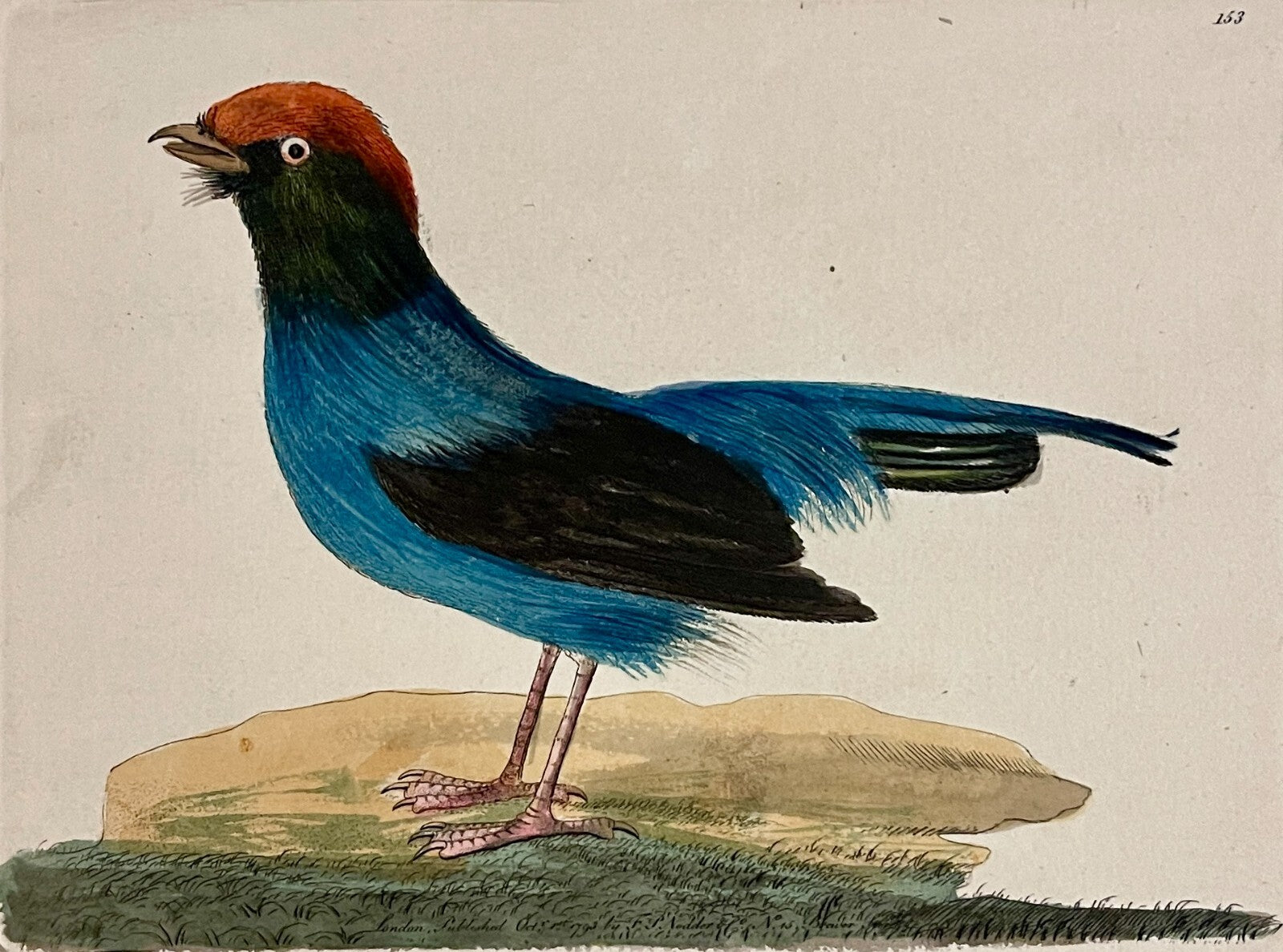 1789 Long-Tailed Manakin Shaw & Nodder Hand Colored Copper Engraving