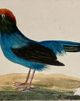 1789 Long-Tailed Manakin Shaw & Nodder Hand Colored Copper Engraving