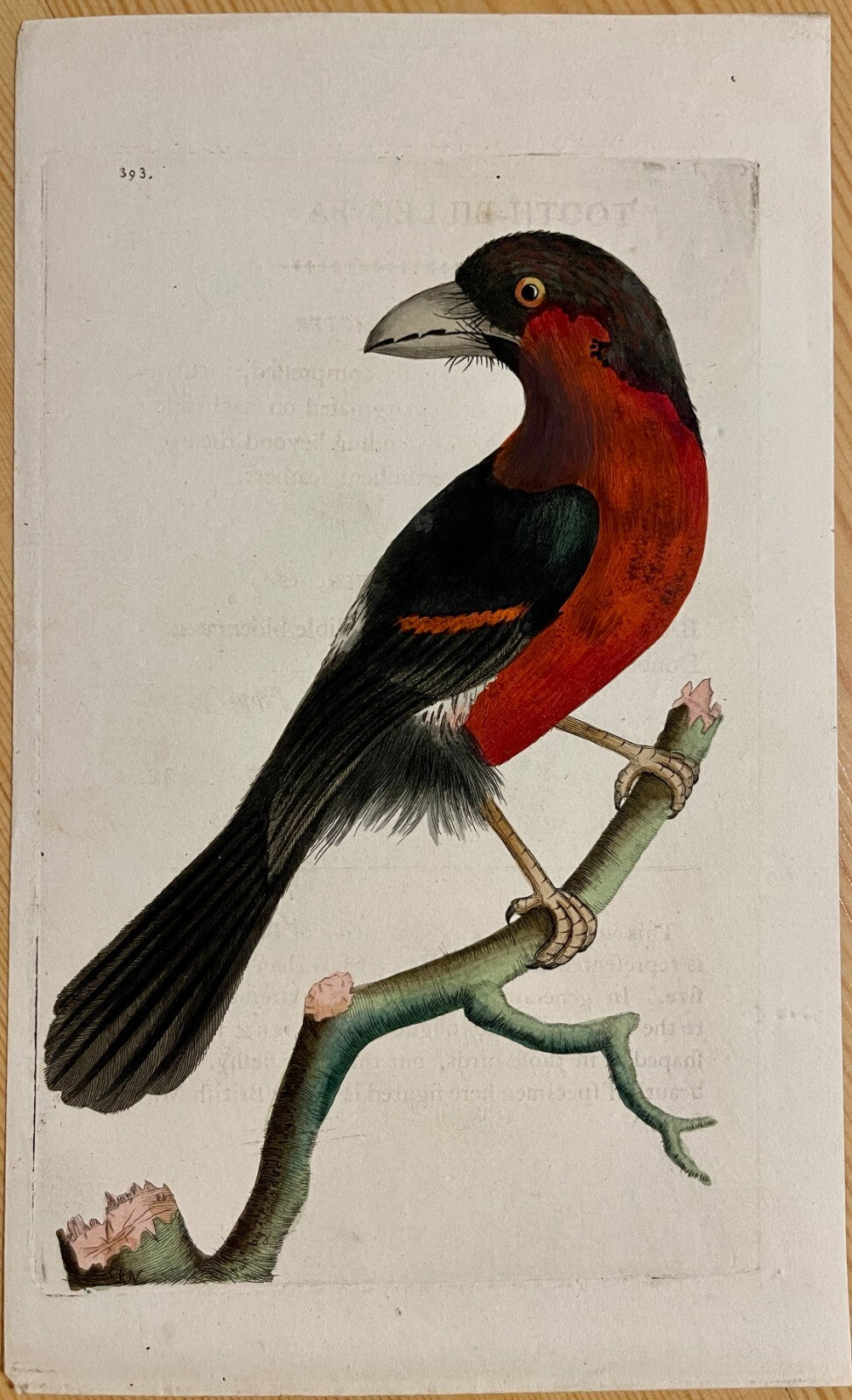 1789 Tooth-Billed Barbet Shaw & Nodder Hand Colored Copper Engraving