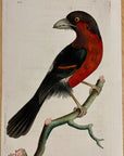 1789 Tooth-Billed Barbet Shaw & Nodder Hand Colored Copper Engraving