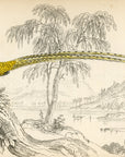 1834 Barred-Tailed Pheasant Hand-Colored Steel Engraving Jardine Lizars
