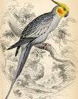 1836 Red-Checked Nymphicus Hand-Colored Steel Engraving Jardine Lizars - Parrots