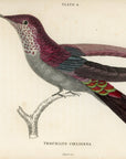 1833 Purple Hummingbird Hand-Colored Engraving Jardine Lizars Natural History