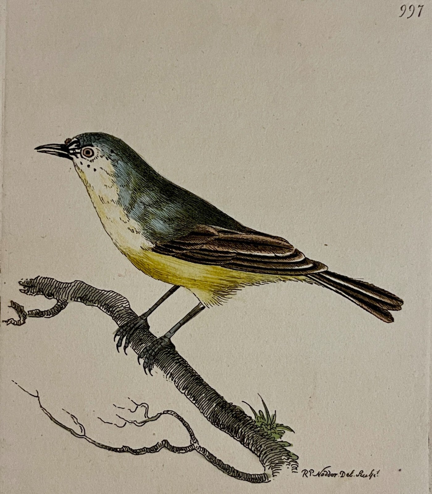 1789 Minute Warbler Bird Shaw & Nodder Hand Colored Copperplate Engraving