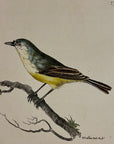 1789 Minute Warbler Bird Shaw & Nodder Hand Colored Copperplate Engraving