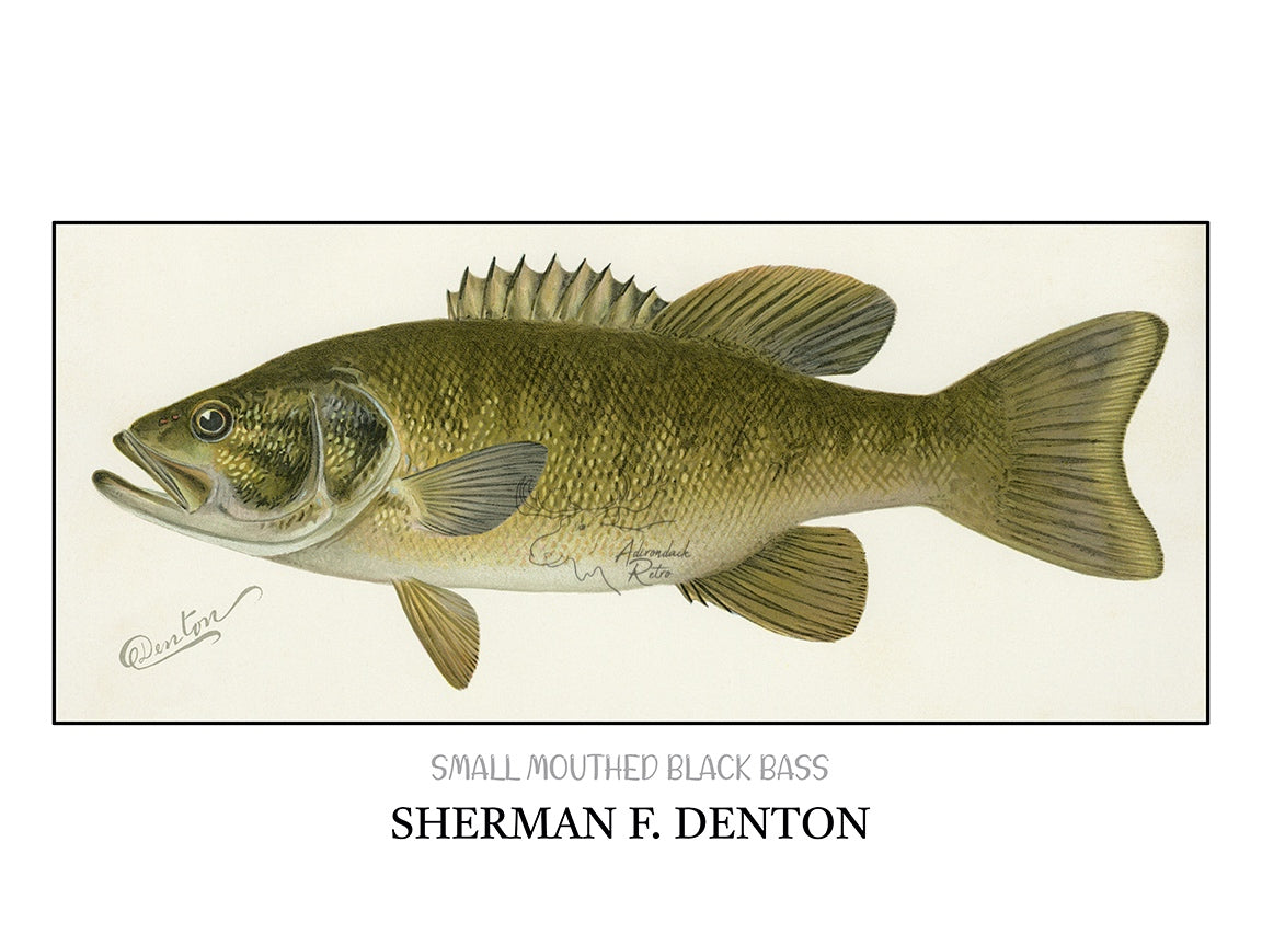 a drawing of a large mouthed bass