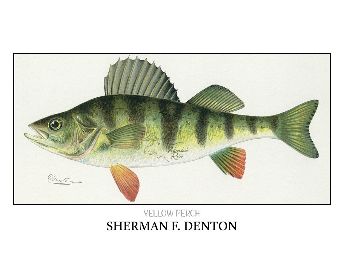 a drawing of a fish with a name below it