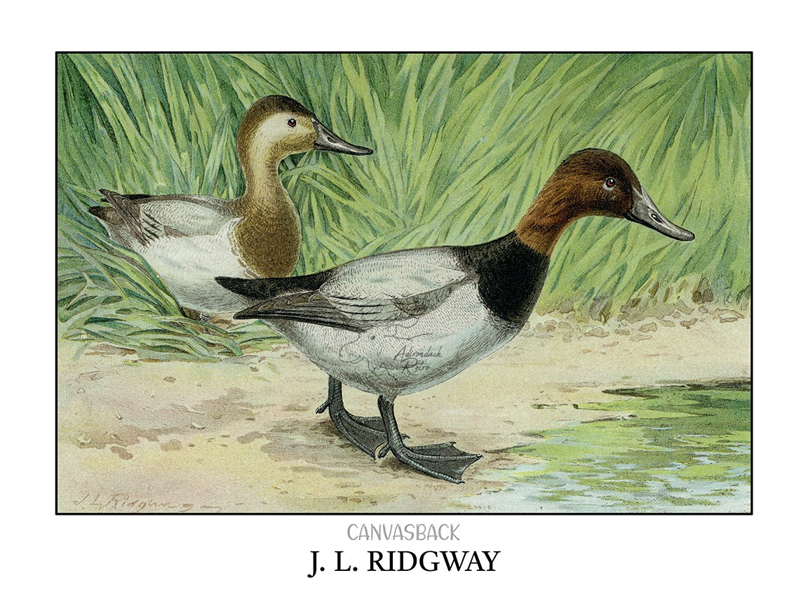 a drawing of two ducks standing next to a body of water