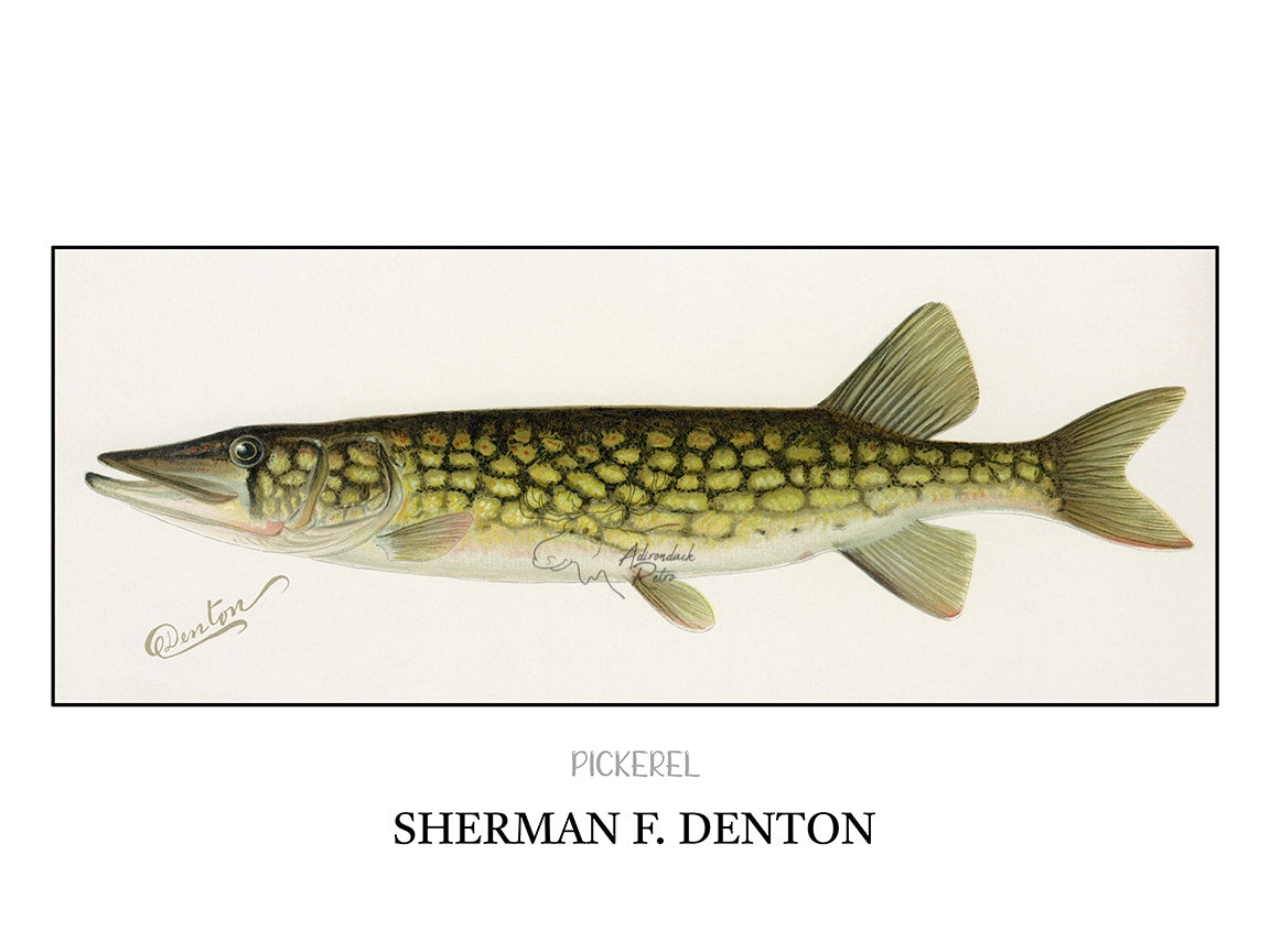 Sherman F. Denton Pickerel Giclee Fine Art Print – Adirondack Retro