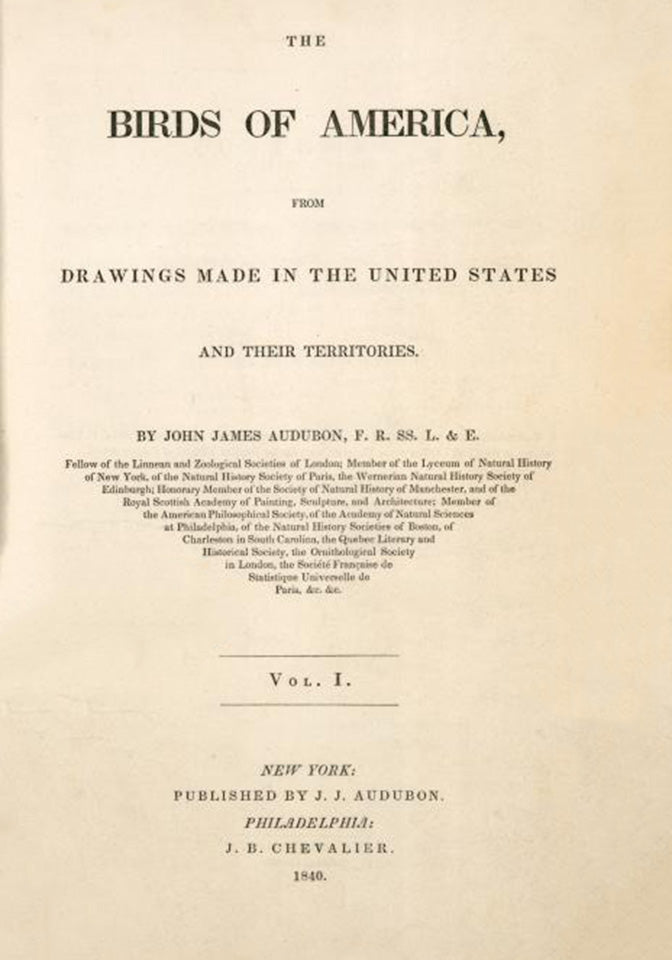 Audubon Macgillivray's Shore-Finch Pl. 173 - Birds Of America Royal Octavo 1st Edition Antique Print