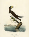 Audubon Booby Gannet Pl. 426 - Birds Of America Royal Octavo 1st Edition Antique Print
