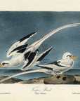 Audubon Tropic Bird Pl. 427 - Birds Of America Royal Octavo 1st Edition Antique Print