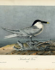 Audubon Sandwich Tern Pl. 431 - Birds Of America Royal Octavo 1st Edition Antique Print