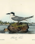 Audubon Havells Tern Pl. 434 - Birds Of America Royal Octavo 1st Edition Antique Print