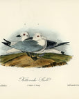 Audubon Kittiwake Gull Pl. 444 - Birds Of America Royal Octavo 1st Edition Antique Print
