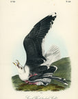 Audubon Great Black-backed Gull Pl. 450 - Birds Of America Royal Octavo 1st Edition Antique Print