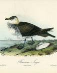 Audubon Pomerine Jager Pl. 451 - Birds Of America Royal Octavo 1st Edition Antique Print