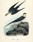 Audubon Arctic Jager Pl. 453 - Birds Of America Royal Octavo 1st Edition Antique Print