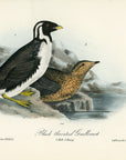Audubon Black-throated Guillemot Pl. 470 - Birds Of America Royal Octavo 1st Edition Antique Print