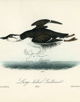 Audubon Large-billed Guillemot Pl. 472 - Birds Of America Royal Octavo 1st Edition Antique Print