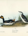 Audubon Eared Grebe Pl. 482 - Birds Of America Royal Octavo 1st Edition Antique Print