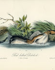 Audubon Pied-billed Dobchick Pl. 483 - Birds Of America Royal Octavo 1st Edition Antique Print