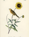 Audubon Le Contis Sharp-tailed Bunting Pl. 488 - Birds Of America Royal Octavo 1st Edition Antique Print