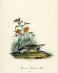 Audubon Missouri Meadow Lark Pl. 489 - Birds Of America Royal Octavo 1st Edition Antique Print