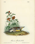 Audubon Missouri Meadow Lark Plate 489 - Birds Of America Royal Octavo 1st Edition Antique Print