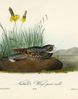 Audubon Nuttall's Whip-poor-will Plate 495 - Birds Of America Royal Octavo 1st Edition Antique Print