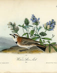 Audubon Western Shore Lark Plate 497 - Birds Of America Royal Octavo 1st Edition Antique Print