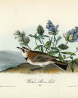 Audubon Western Shore Lark Pl. 497 - Birds Of America Royal Octavo 1st Edition Antique Print