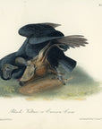 Audubon Black Vulture or Carrion Crow Pl. 3 - Birds Of America Royal Octavo 1st Edition Antique Print