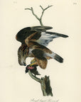 Audubon Rough-Legged Buzzard Pl. 11 - Audubon Birds Of America Royal Octavo 1st Edition Antique Print