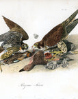 Audubon Peregrine Falcon Pl. 20 - Birds Of America Royal Octavo 1st Edition Antique Print