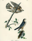 Audubon Pigeon Falcon Pl. 21 - Birds Of America Royal Octavo 1st Edition Antique Print