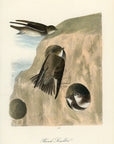 Audubon Bank Swallow Pl. 50 - Birds Of America Royal Octavo 1st Edition Antique Print
