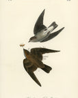Audubon Rough-winged Swallow Pl. 51 - Birds Of America Royal Octavo 1st Edition Antique Print