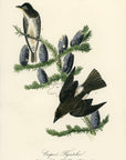 Audubon Cooper's Flycatcher Pl. 58 - Birds Of America Royal Octavo 1st Edition Antique Print