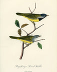 Audubon Macgillivray's Ground Warbler Pl. 100 - Birds Of America Royal Octavo 1st Edition Antique Print