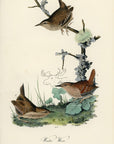 Audubon Winter Wren Pl. 121 - Birds Of America Royal Octavo 1st Edition Antique Print