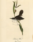 Audubon Parkman's Wren Pl. 122 - Birds Of America Royal Octavo 1st Edition Antique Print