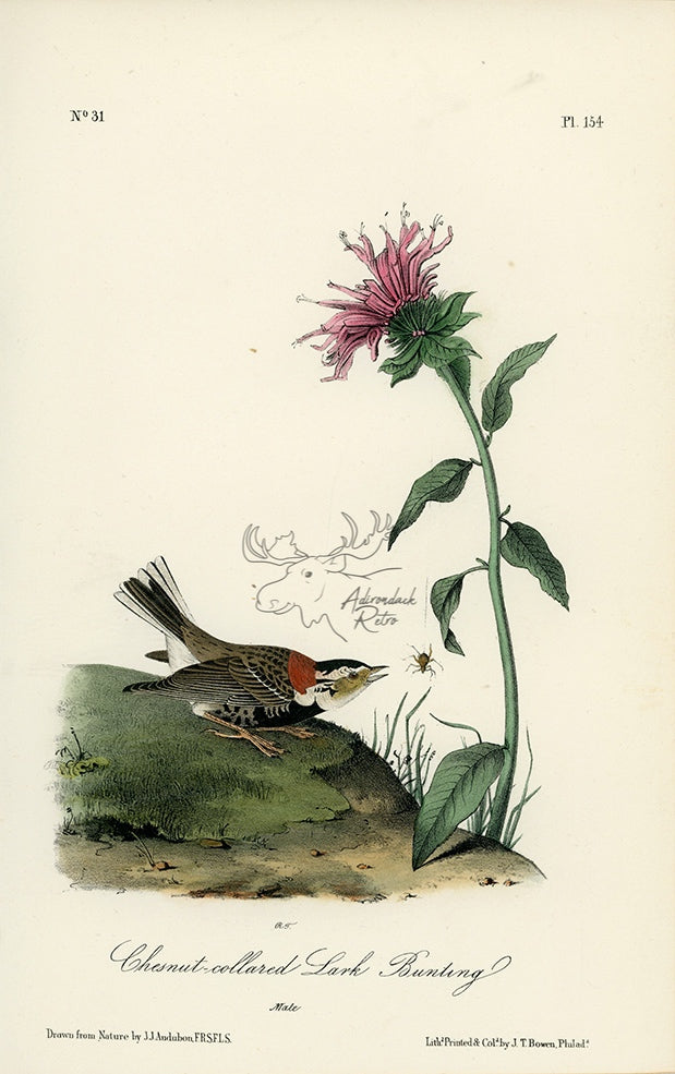 Audubon Chestnut-collared Lark Bunting Pl. 154 - Birds Of America Royal Octavo 1st Edition Antique Print