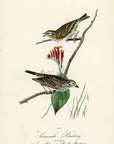 Audubon Savannah Bunting Pl. 160 - Birds Of America Royal Octavo 1st Edition Antique Print