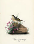 Audubon Yellow-winged Bunting Pl. 162 - Birds Of America Royal Octavo 1st Edition Antique Print