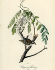 Audubon Chipping Bunting Pl. 165 - Birds Of America Royal Octavo 1st Edition Antique Print