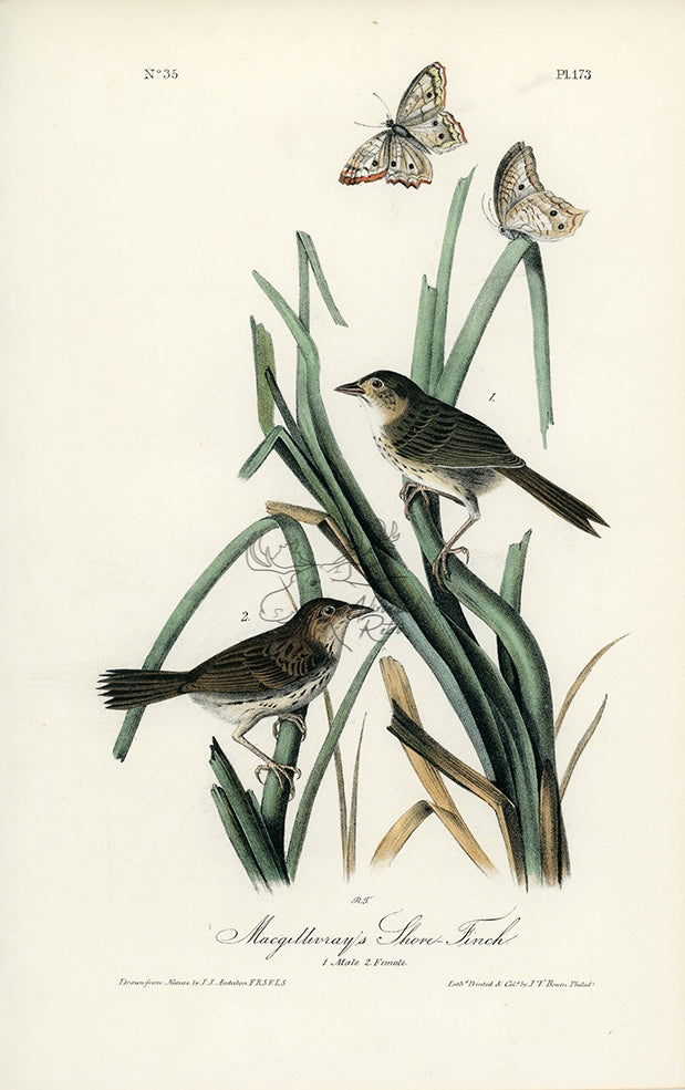 Audubon Macgillivray's Shore-Finch Pl. 173 - Birds Of America Royal Octavo 1st Edition Antique Print